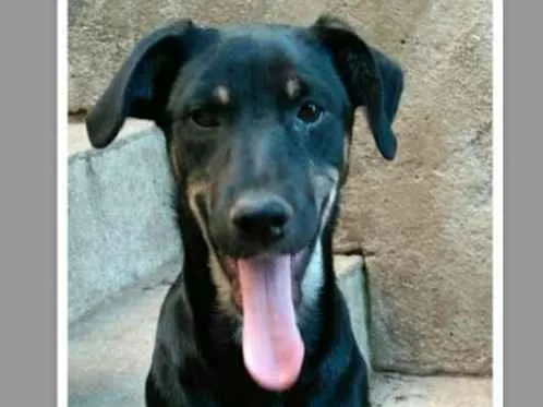 Cachorro ra a Sem raça definida idade 7 a 11 meses nome Luiza