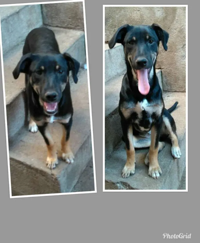 Cachorro ra a Sem raça definida idade 7 a 11 meses nome Luiza