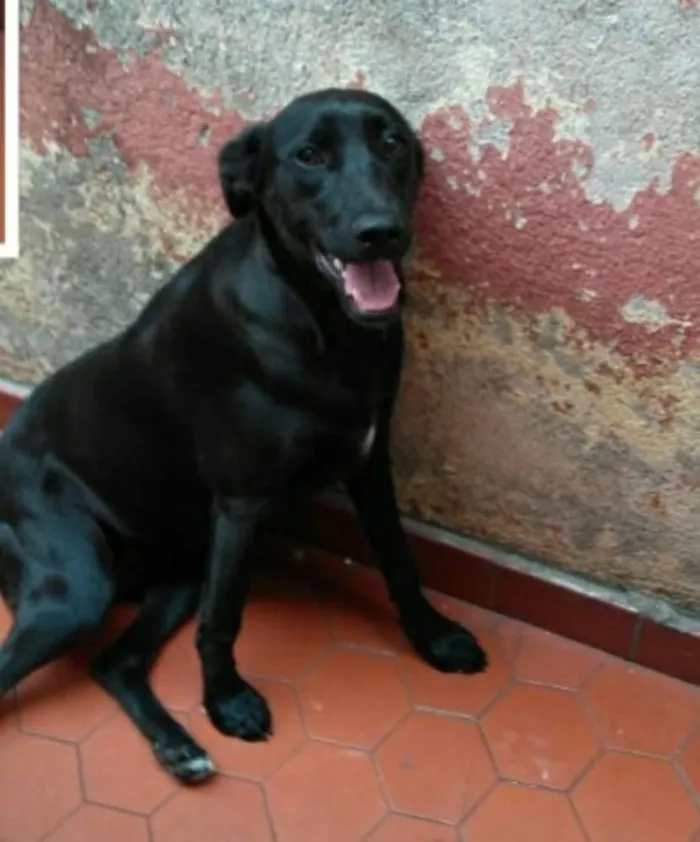 Cachorro ra a Sem raça definida idade 7 a 11 meses nome Tulipa
