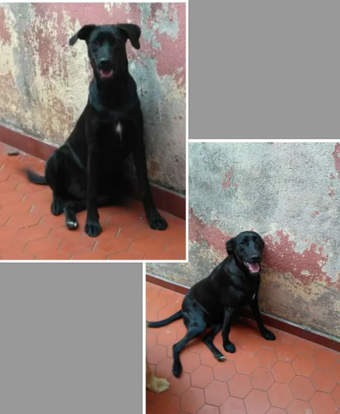Cachorro ra a Sem raça definida idade 7 a 11 meses nome Tulipa