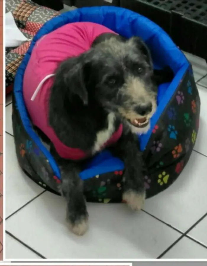 Cachorro ra a Sem raça definida idade 1 ano nome Lara