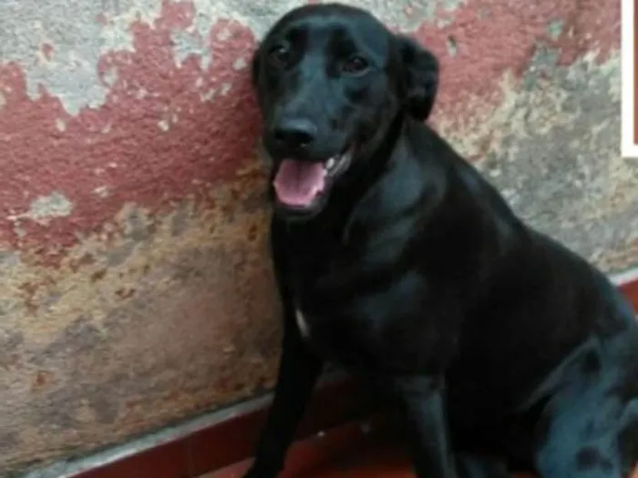 Cachorro ra a Sem raça definida idade 7 a 11 meses nome Tulipa