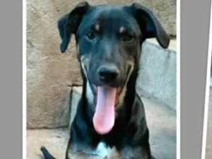 Cachorro raça Sem raça definida idade 7 a 11 meses nome Luiza