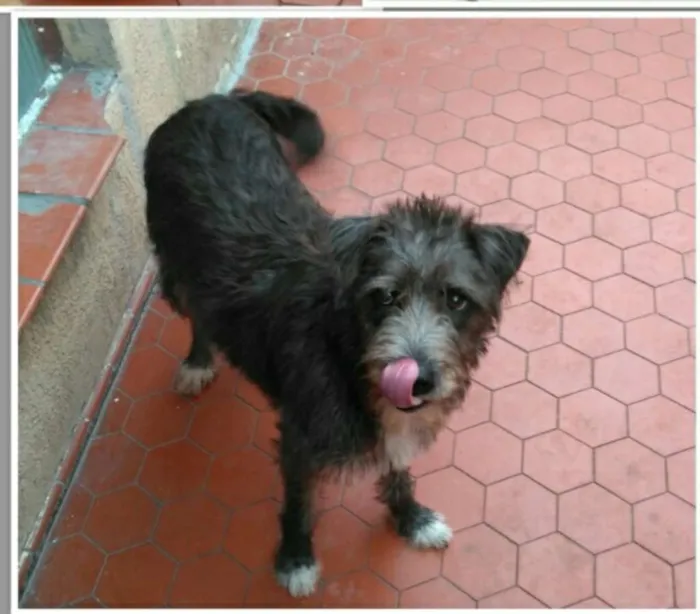 Cachorro ra a Sem raça definida idade 1 ano nome Lara
