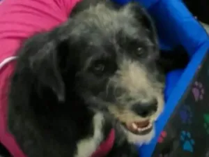 Cachorro raça Sem raça definida idade 1 ano nome Lara