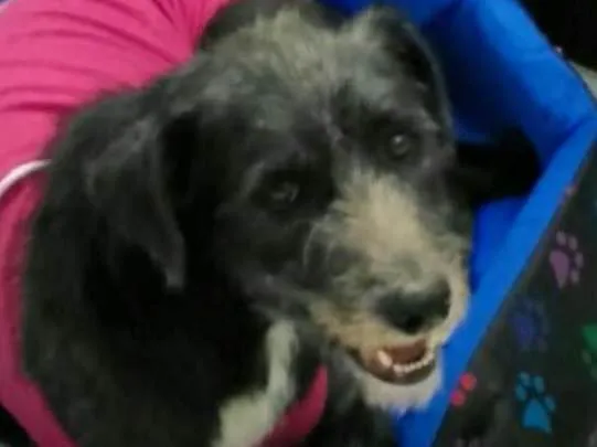 Cachorro ra a Sem raça definida idade 1 ano nome Lara