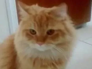 Gato raça persa com angora idade 2 anos nome flafy