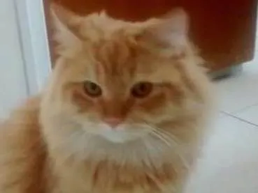 Gato ra a persa com angora idade 2 anos nome flafy