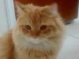 flafy