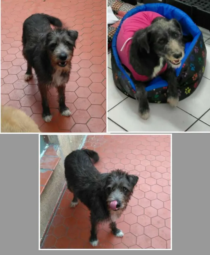 Cachorro ra a Sem raça definida idade 1 ano nome Lara