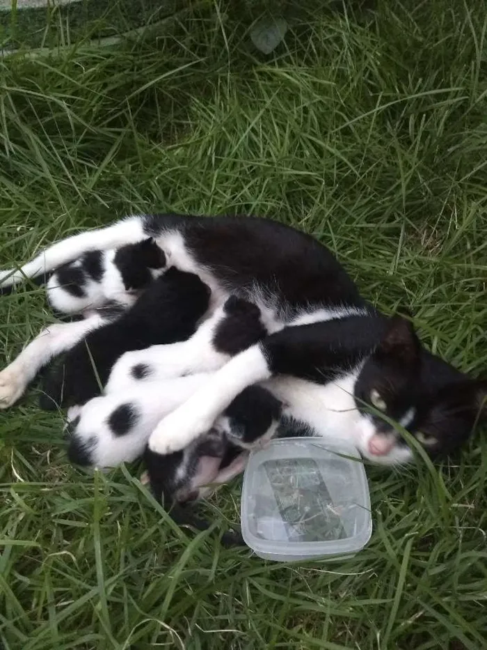 Gato ra a Srd idade Abaixo de 2 meses nome Cria com 5 bebês 