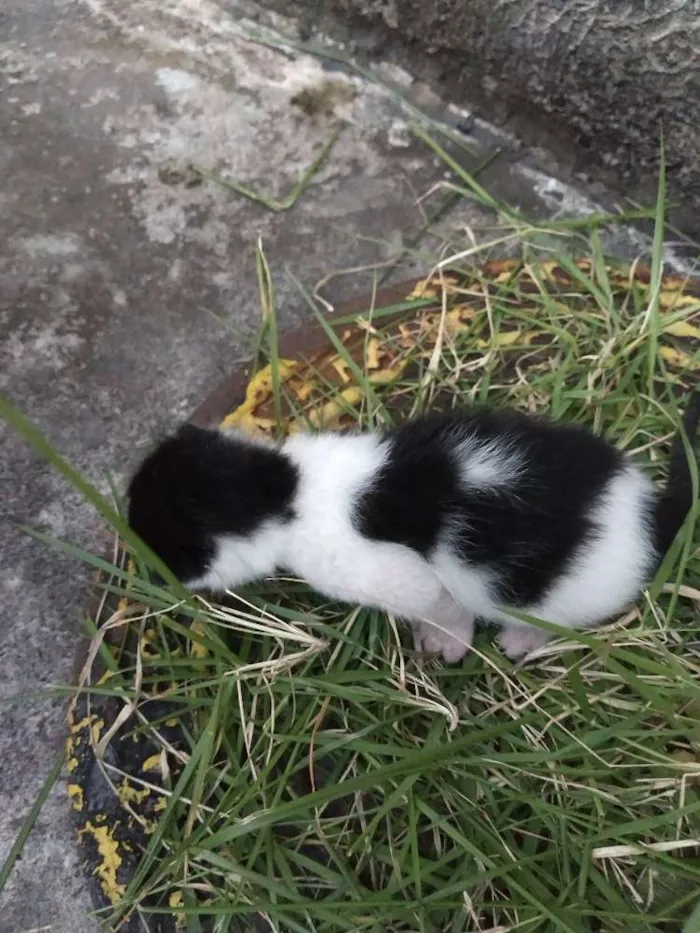 Gato ra a Srd idade Abaixo de 2 meses nome Cria com 5 bebês 