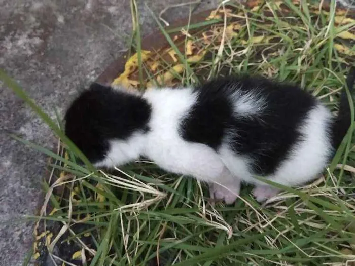 Gato ra a Srd idade Abaixo de 2 meses nome Cria com 5 bebês 