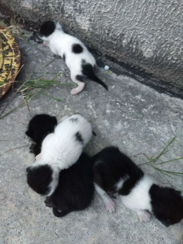 Gato ra a Srd idade Abaixo de 2 meses nome Cria com 5 bebês 