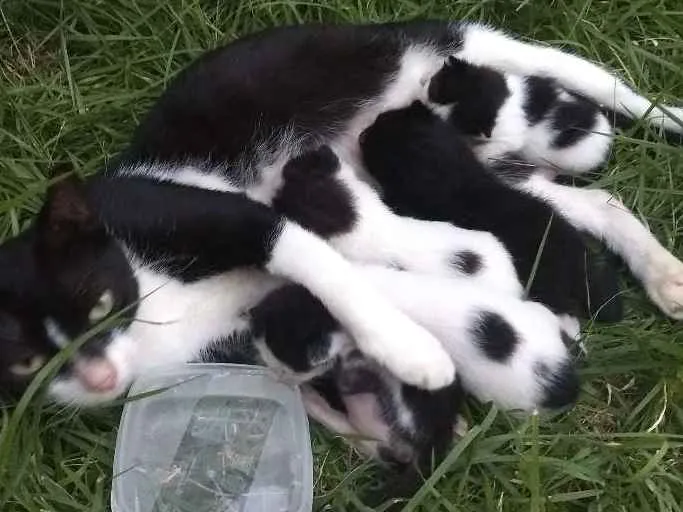 Gato ra a Srd idade Abaixo de 2 meses nome Cria com 5 bebês 