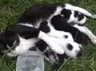 Gato raça Srd idade Abaixo de 2 meses nome Cria com 5 bebês 