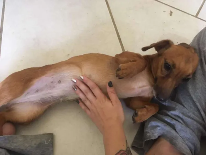 Cachorro ra a Dachshund idade 3 anos nome Paçoca