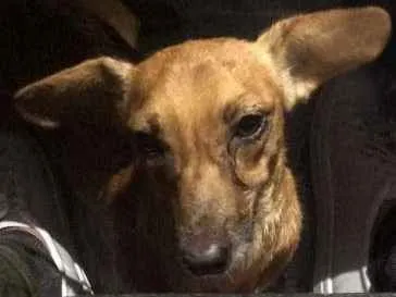 Cachorro ra a Dachshund idade 3 anos nome Paçoca