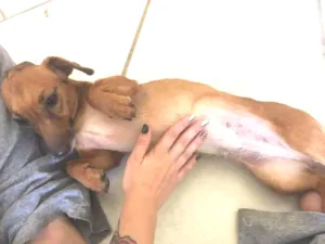 Cachorro raça Dachshund idade 3 anos nome Paçoca