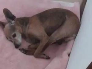 Cachorro raça Pincher  idade  nome Culinha