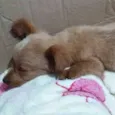 Biscoito
