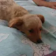 Biscoito
