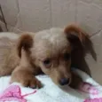 Biscoito
