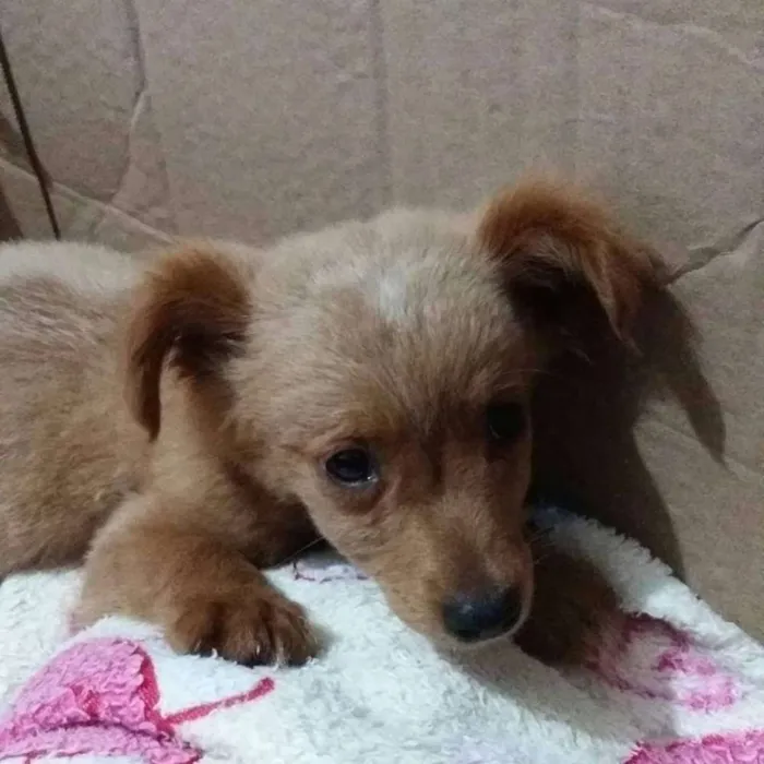 Cachorro ra a Vira lata idade 2 a 6 meses nome Biscoito