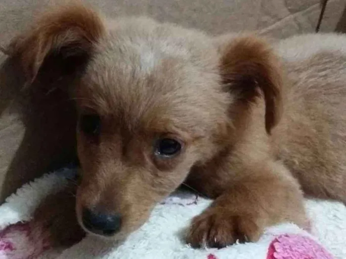Cachorro ra a Vira lata idade 2 a 6 meses nome Biscoito