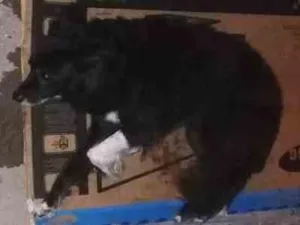 Cachorro raça Vira-lata  idade 1 ano nome Não sei o nome dele