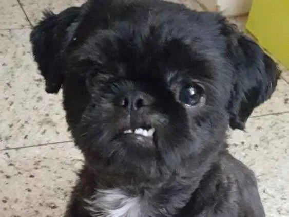 Cachorro ra a Shithzu idade 2 anos nome Olaf