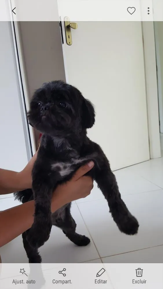 Cachorro ra a Shithzu idade 2 anos nome Olaf