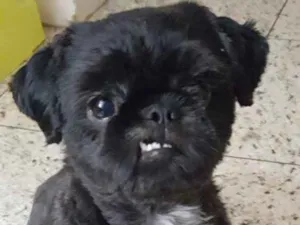 Cachorro raça Shithzu idade 2 anos nome Olaf