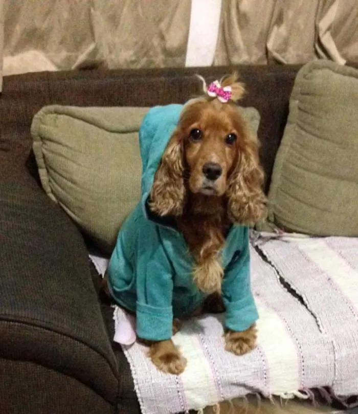 Cachorro ra a Cocker spaniel idade 3 anos nome Lily