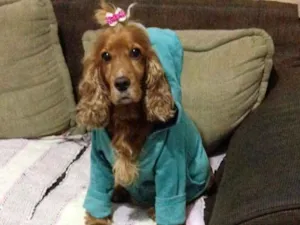 Cachorro raça Cocker spaniel idade 3 anos nome Lily