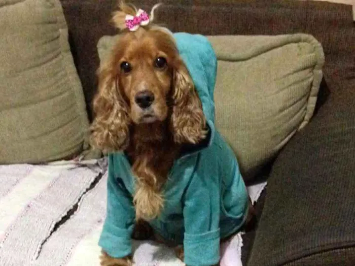 Cachorro ra a Cocker spaniel idade 3 anos nome Lily