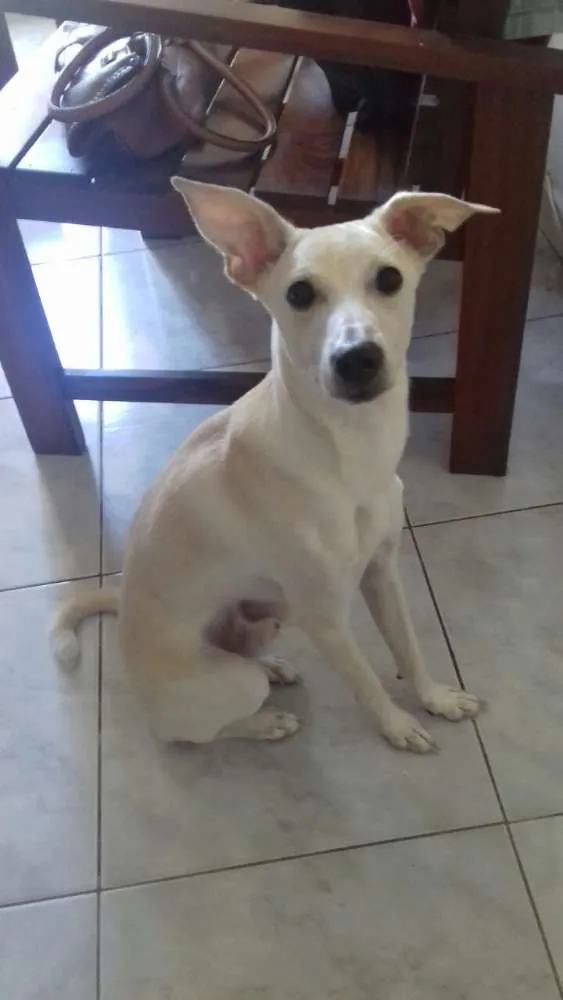 Cachorro ra a Vira-lata idade 1 ano nome Billy