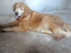 Cachorro raça  idade 6 ou mais anos nome lia