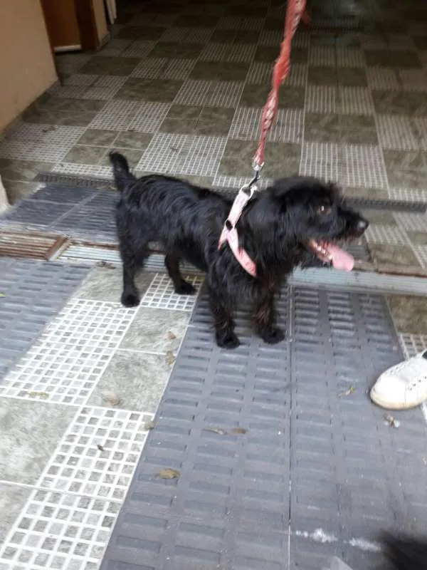 Cachorro ra a srd idade 1 ano nome moleque