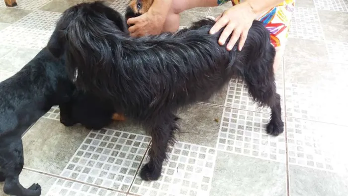 Cachorro ra a srd idade 1 ano nome moleque