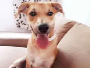 Cachorro raça Sem raça definida idade 7 a 11 meses nome Mel