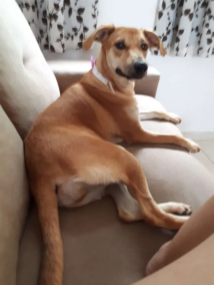 Cachorro ra a Sem raça definida idade 7 a 11 meses nome Mel