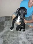 medroso