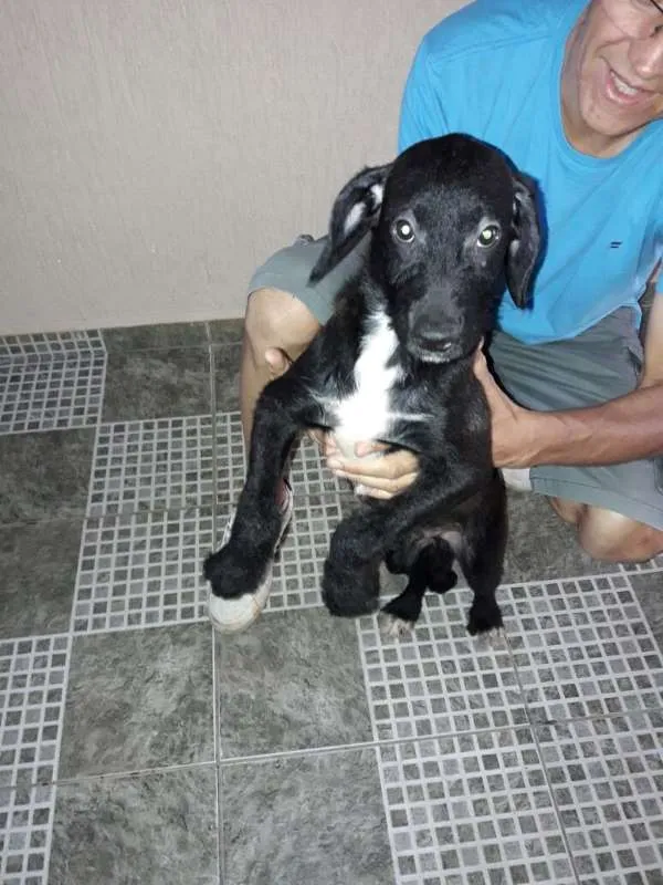 Cachorro ra a SRD idade 2 a 6 meses nome medroso