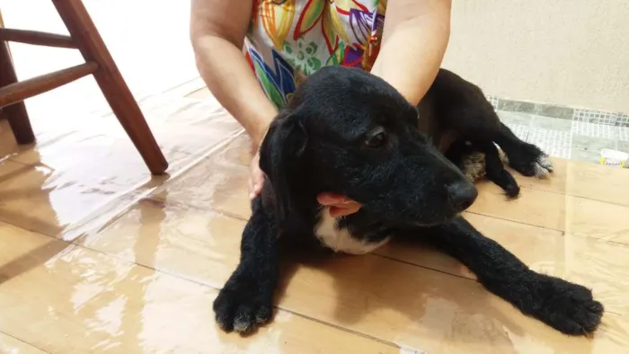 Cachorro ra a SRD idade 2 a 6 meses nome medroso