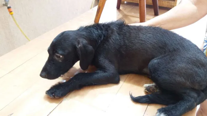 Cachorro ra a SRD idade 2 a 6 meses nome medroso