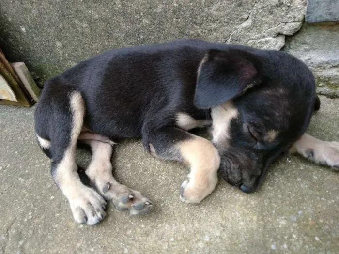 Cachorro raça Vira-lata idade Abaixo de 2 meses nome Sem nome 