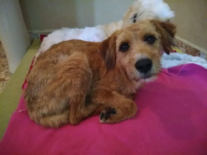 Cachorro ra a Srd idade 5 anos nome Sam e Dean