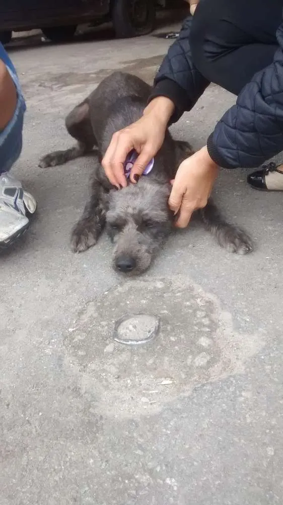 Cachorro ra a Srd idade 2 anos nome Belinha