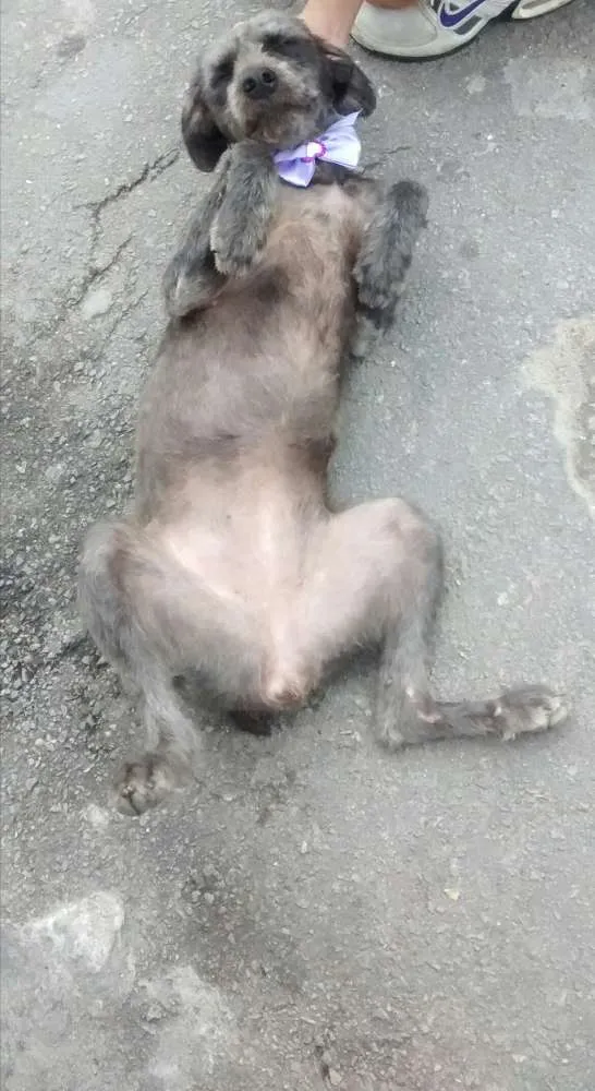 Cachorro ra a Srd idade 2 anos nome Belinha